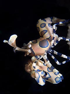 Harlequin Shrimp