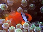 Anemone fish