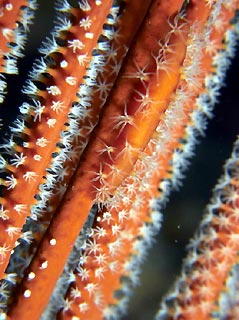 Cowrie Shell