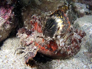 Indian Walkman (Solenostomus paradoxus)