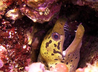 Yellowhead Moray Eel, juvenile