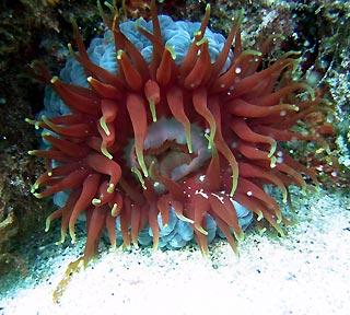 Beautiful Anemone