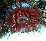 Beautiful Anemone