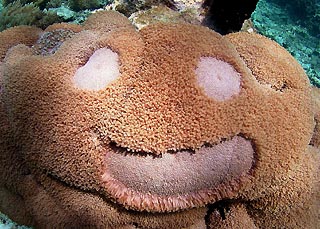 Underwater Koala