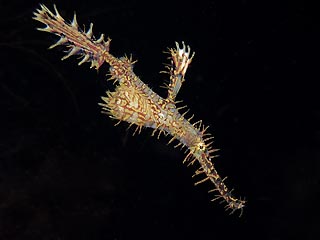 Harlequin Ghost Pipefish (Solenostomus paradoxus)