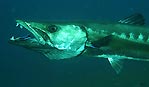 Barracuda at cleaning station, Tulamben Bay, Bali