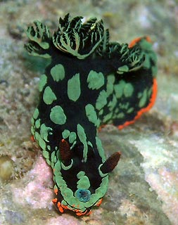 Dusky Nembrotha