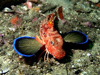 Eastern Spiny Gurnard