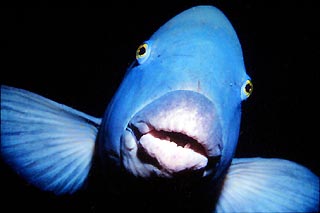 Blue Groper, Black Rock