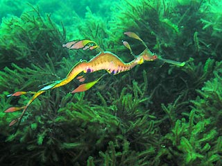 Weedy Seadragon at Bunburry