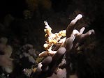 Decorator Crab