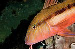 Southern Goatfish