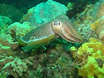 Cuttlefish at Lonsdale Wall