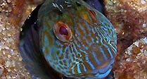 MY Swansea Blenny