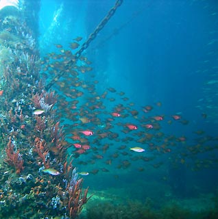 Underneath Busselton Jetty