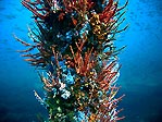 Busselton Jetty Pylon