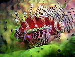 Dwarf Lionfish