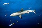 Black-tip Reef Shark