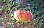 Pink Anemonefish