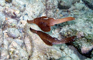 Ghost Pipefish