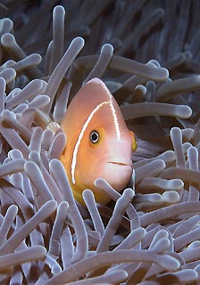 Anemonefish