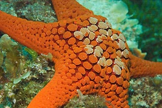 Pope's Eye sea star