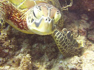 Green Turtle closer...