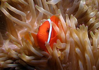 Anemonefish