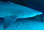 Grey Nurse Shark at Magic Point