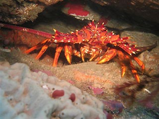 Southern Rock Lobster