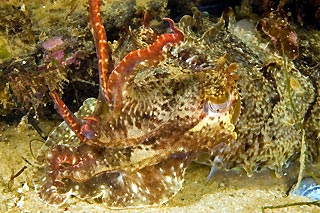 Juvenile Cuttlefish