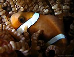 Anemonefish