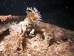 Decorator Crab