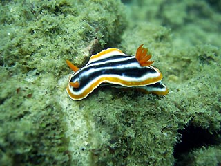 Chromodoris magnifica