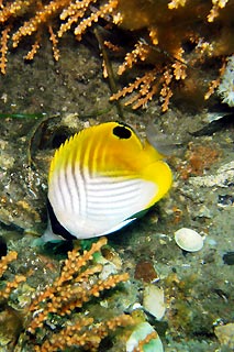 Butterflyfish