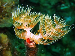 Feather Worm at Stokes Island