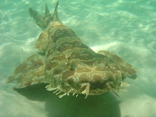 Spotted Wobbegong