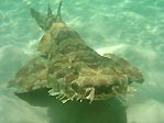 Spotted Wobbegong