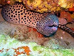 Spotted Moray Eel