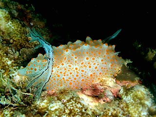 Nudibranch