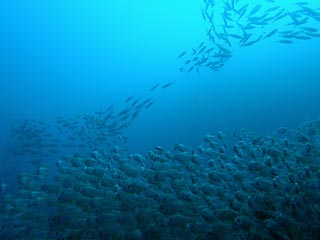 Schooling pomfred and yellowtail