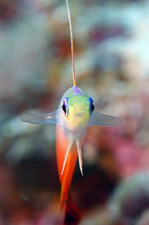 Fire Dart Fish