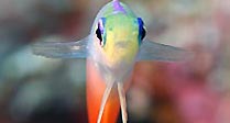 Fire Dart Fish