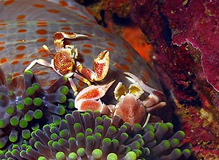 Anemone Crabs