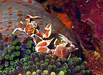 Anemone Crabs