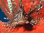 Lionfish