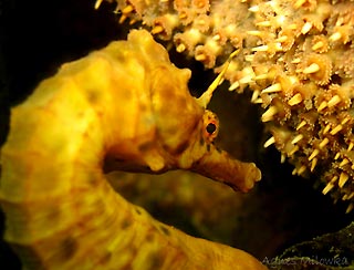 The coy seahorse