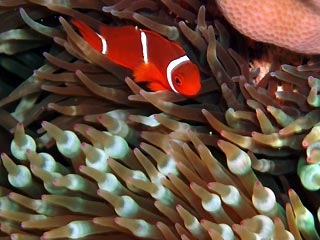 Swift Anemonefish