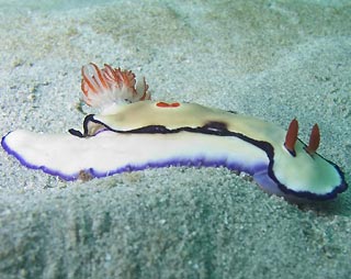 Nudibranch