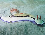 Nudibranch